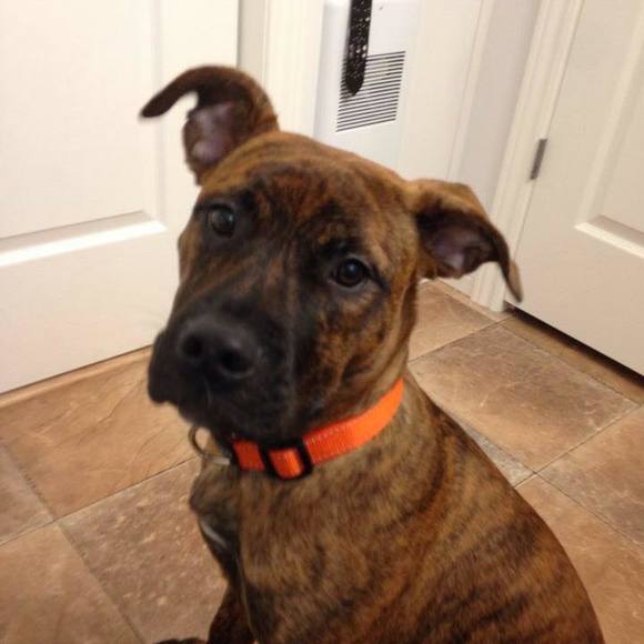 Meet your Posher, Krista - Picture 1 of 1